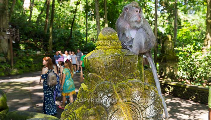 Ubud monkey forest