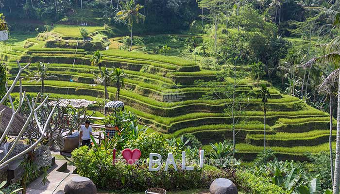 Ubud - Tegalalang rijstterrassen