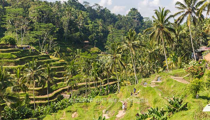 Ubud - Tegalalang rijstterrassen
