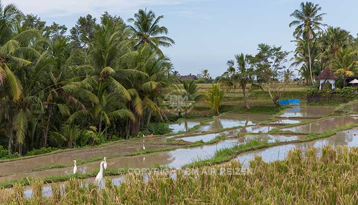 Ubud fietstour