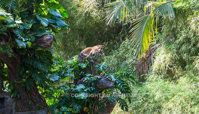 Bali Safari Marine park