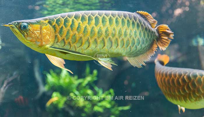 Bali Safari Marine park