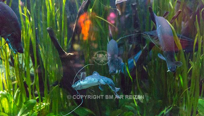 Bali Safari Marine park
