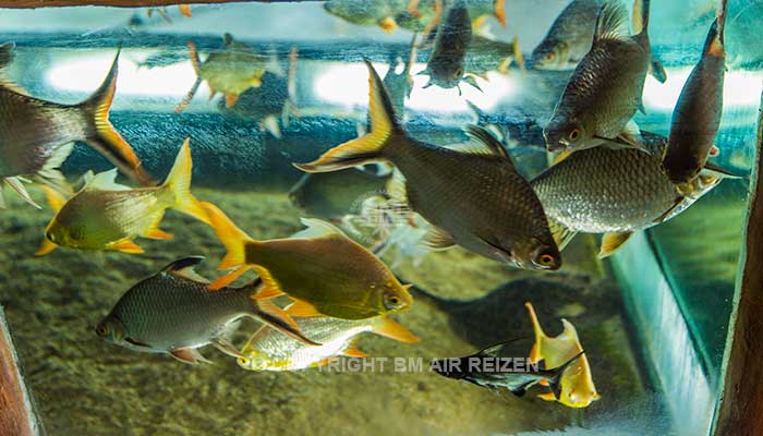 Bali Safari Marine park