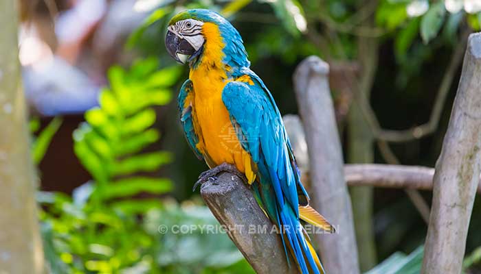 Bali Safari Marine park