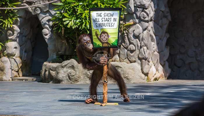 Bali Safari Marine park