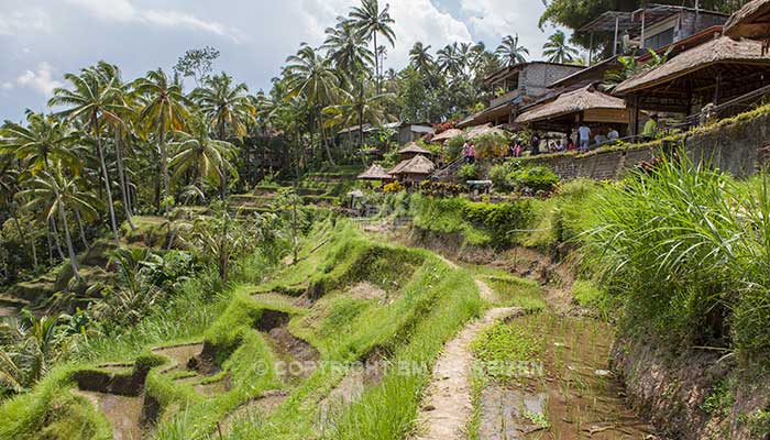 Bali - Tegalalang