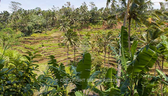 Bali - Tegalalang