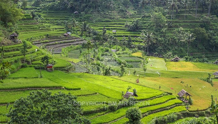 Bali - Pacung rijstterrassen