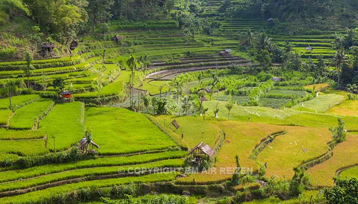 Bali - Pacung rijstterrassen