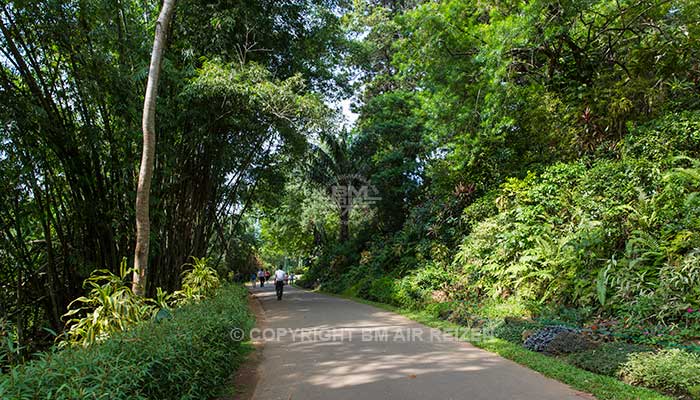 Peradeniya - botanische tuin