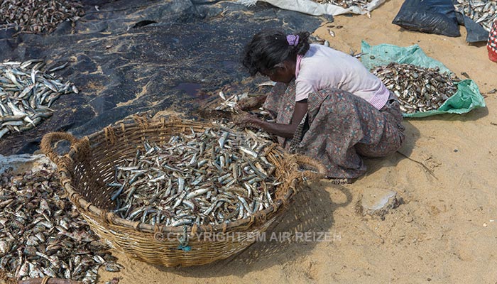 Negombo - vismarkt