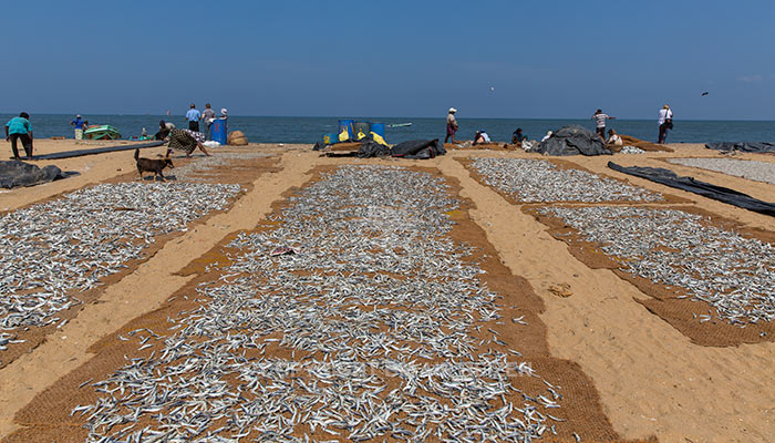 Negombo - vismarkt