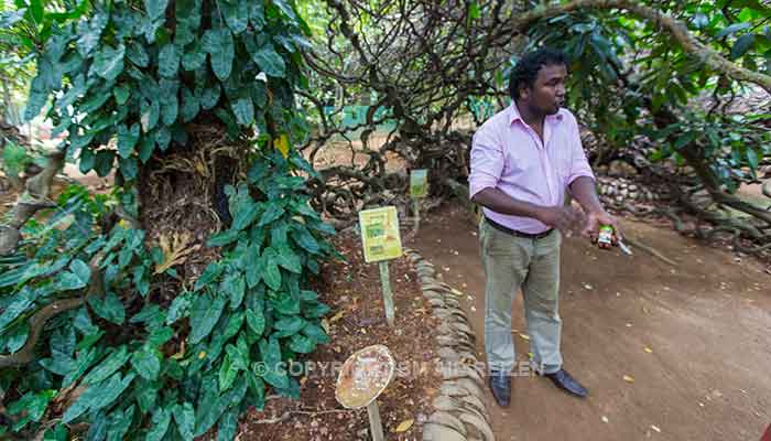 Rondreis Sri Lanka Best Deal - Kruidentuin in Matale