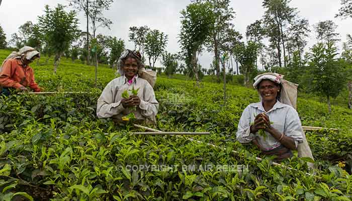 Rondreis Sri Lanka Best Deal - Theeplantage
