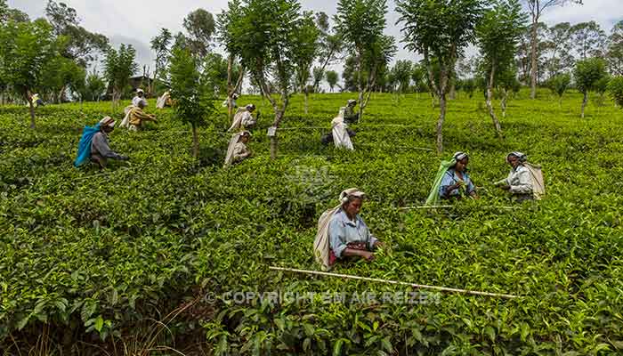 Rondreis Sri Lanka Best Deal - Het met de hand plukken van de thee