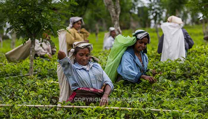 Rondreis Sri Lanka Best Deal - Theepluksters aan het werk