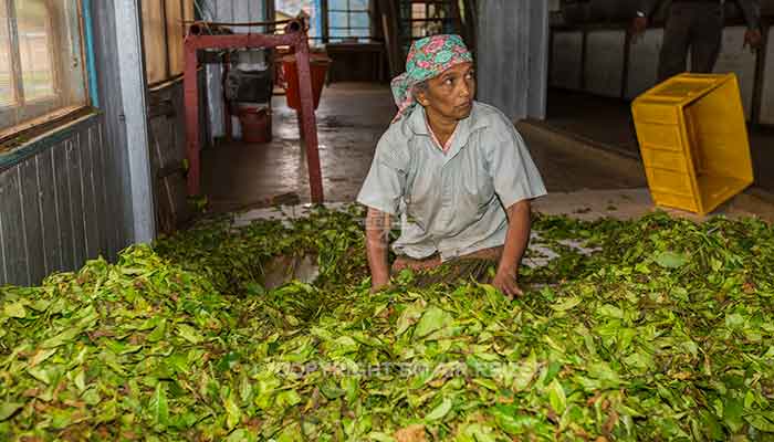 Rondreis Sri Lanka Best Deal - Het verwerken van de theeblaadjes in de theefabriek