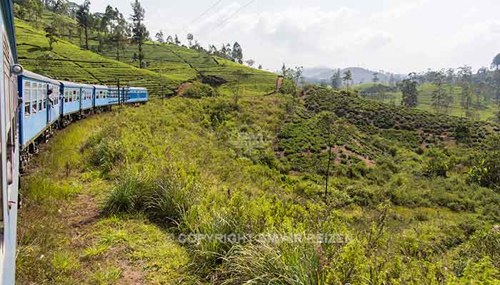 Rondreis Sri Lanka Best Deal - Treinreis langs theeplantages naar Ella