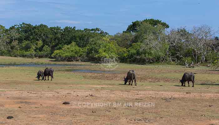 Rondreis Sri Lanka Best Deal - Jeepsafari Yala National Park