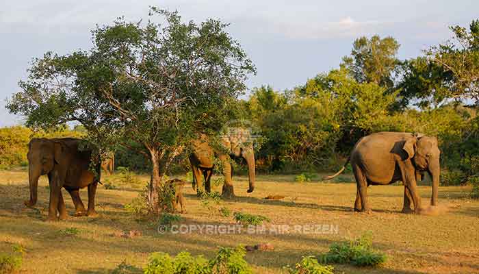 Rondreis Sri Lanka Best Deal - Olifanten in het Yala National Park