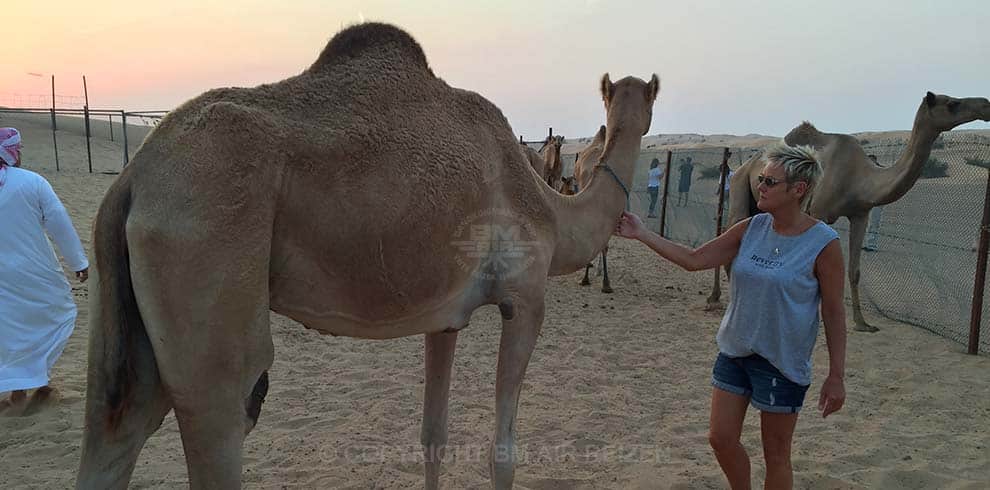 Desert Safari - Dubai