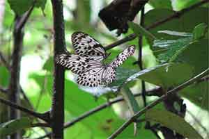 Sinharaja Rain Forest