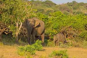 Uda Walawe National Park