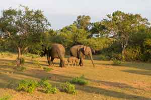 Yala National Park