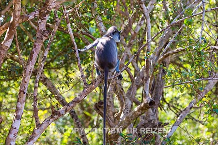 Bundala Nationaal Park - Sri Lanka