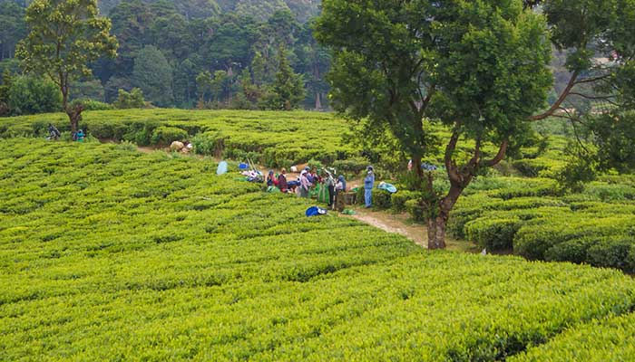 Info Nuwara Eliya - Sri Lanka