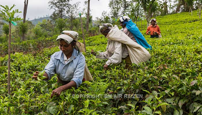 Info Nuwara Eliya - Sri Lanka