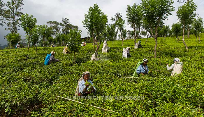 Info Nuwara Eliya - Sri Lanka