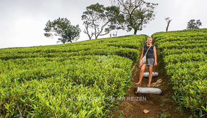 Info Nuwara Eliya - Sri Lanka