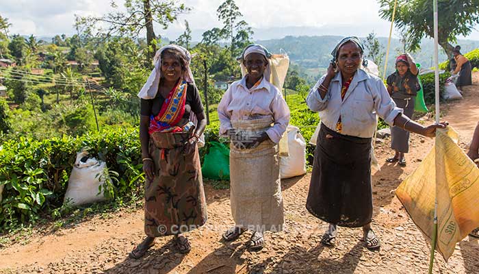 Info Nuwara Eliya - Sri Lanka