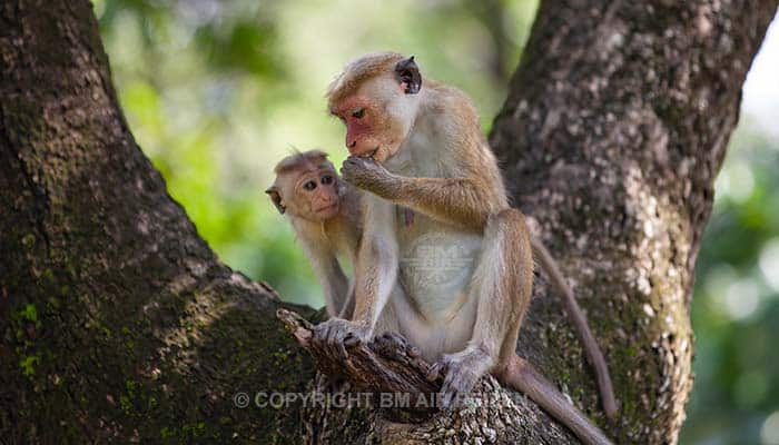 Info Polonnaruwa - Sri Lanka