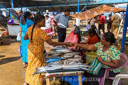 Negombo - Vismarkt - Sri Lanka
