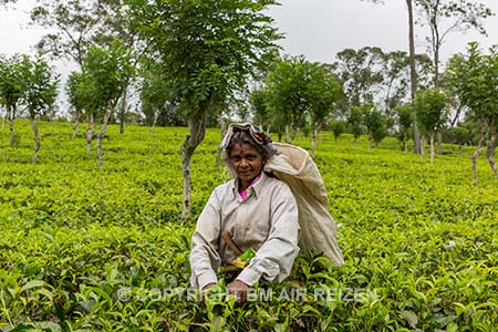 Nuwara Eliya - Theeplantage - Sri Lanka