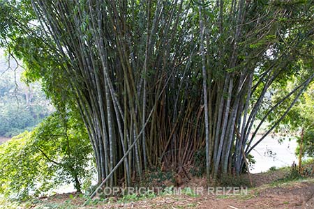 Peradeniya - Bamboo - Sri Lanka