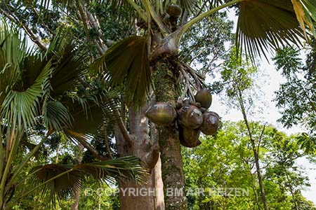 Peradeniya - Double Coconut Palm - Sri Lanka
