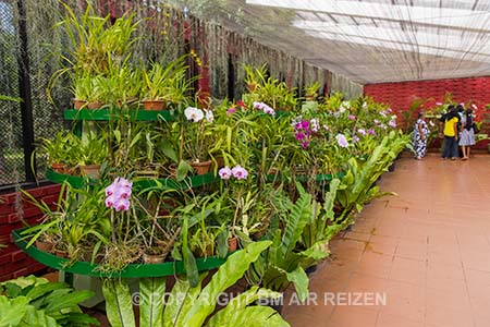 Peradeniya - Orchid House - Sri Lanka