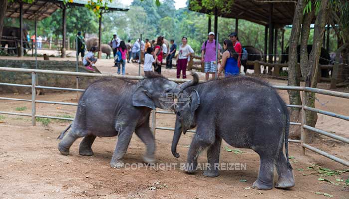 Info Pinnawela - Sri Lanka