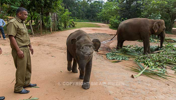 Info Pinnawela - Sri Lanka