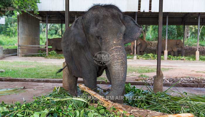 Info Pinnawela - Sri Lanka