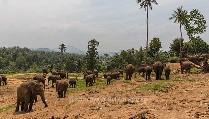 Info Pinnawela - Sri Lanka