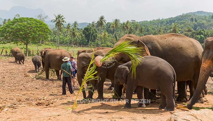 Info Pinnawela - Sri Lanka