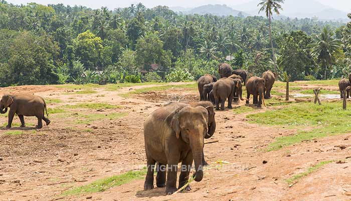 Info Pinnawela - Sri Lanka