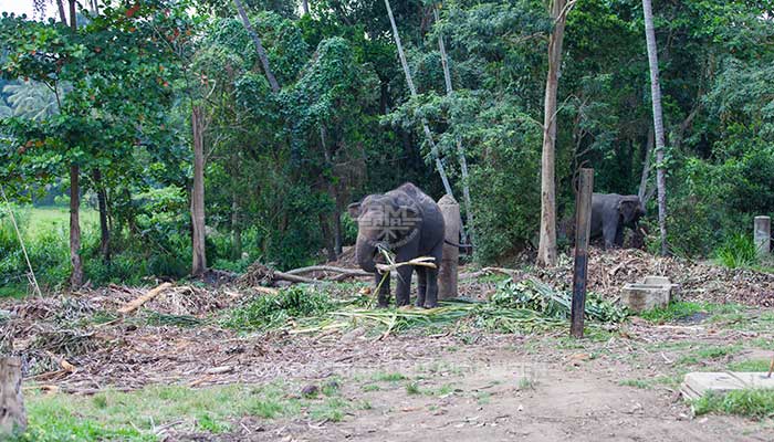 Info Pinnawela - Sri Lanka