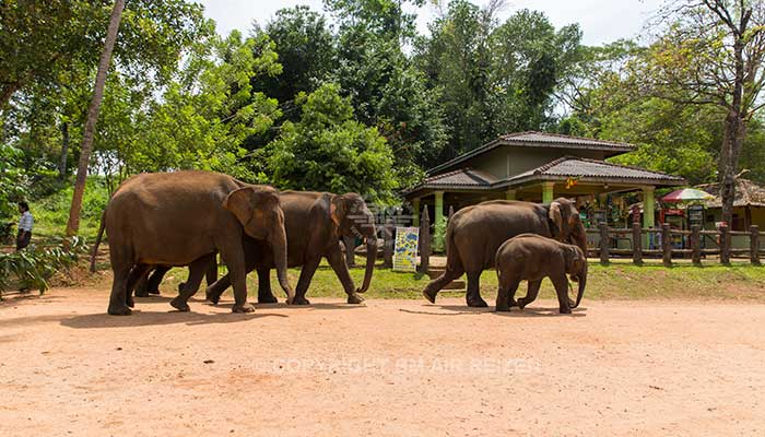 Info Pinnawela - Sri Lanka