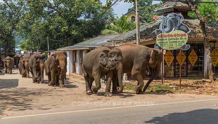 Info Pinnawela - Sri Lanka